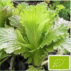 有機種子 固定種 半結球 白菜 0.6ｇ 種 ハクサイ 小袋 2026年11月期限 |  | 01