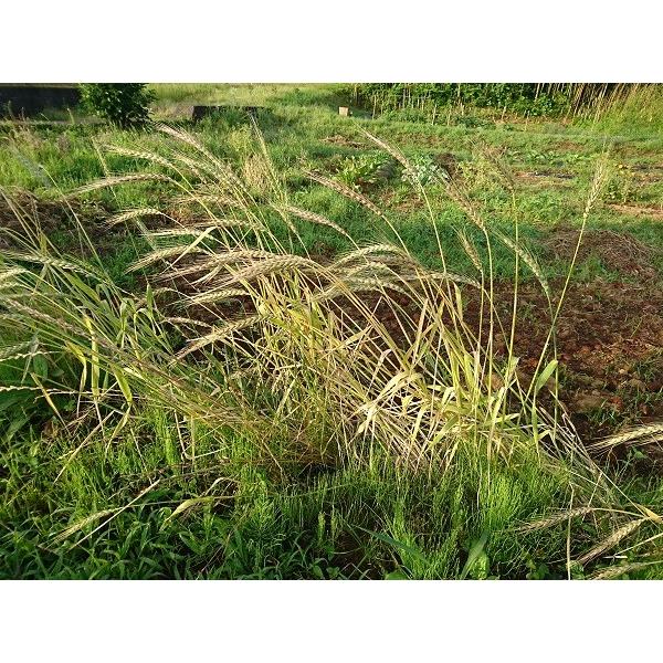 有機種子 固定種 古代小麦 スペルト小麦 こむぎ オーガニック 15g 小袋 2026年11月期限 |  | 01