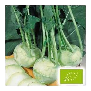 有機種子 固定種 コールラビ ノリコ 80粒 種 薄緑 種子 小袋 2026年11月期限 |  | 01