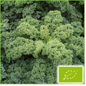 有機種子 固定種 ケール カーリータイプ 0.4g 種 小袋 2026年11月期限 |  | 01