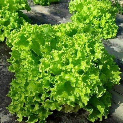 有機種子 固定種 リーフレタス ロロビオンダ 0.8ｇ 種 種子 小袋 2026年11月期限 |  | 01