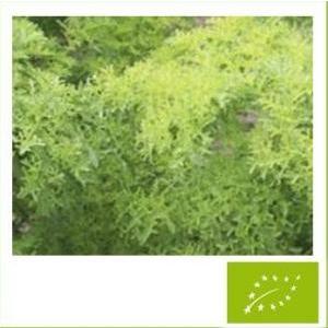 有機種子 固定種 マスタード ゴールデンフリル 0.8ｇ 種 からし菜 緑 2026年11月期限 |  | 01