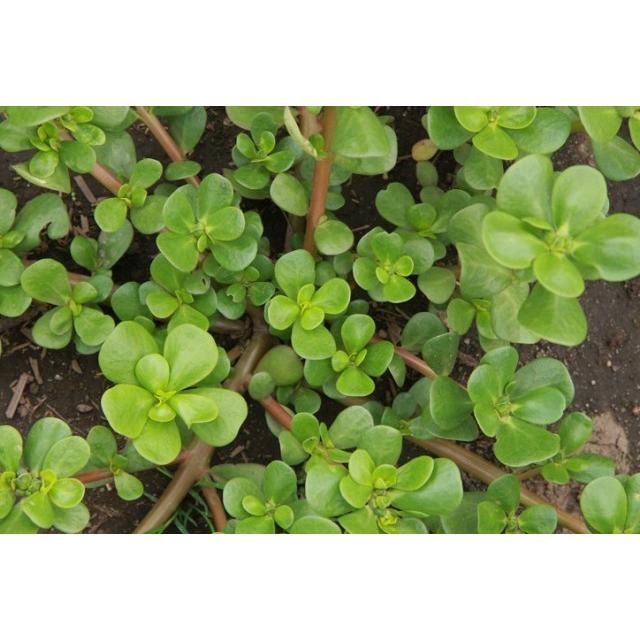 有機種子 固定種 夏すべりひゆ サマーパースレイン 0.3ｇ 種 2026年11月期限 |  | 01