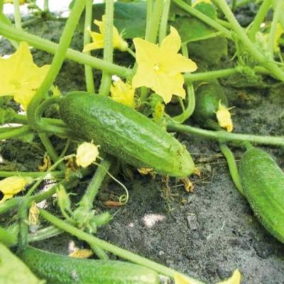 有機種子 固定種 ミニキュウリ 25粒 種 ピクルスガーキン 2026年11月期限 |  | 01