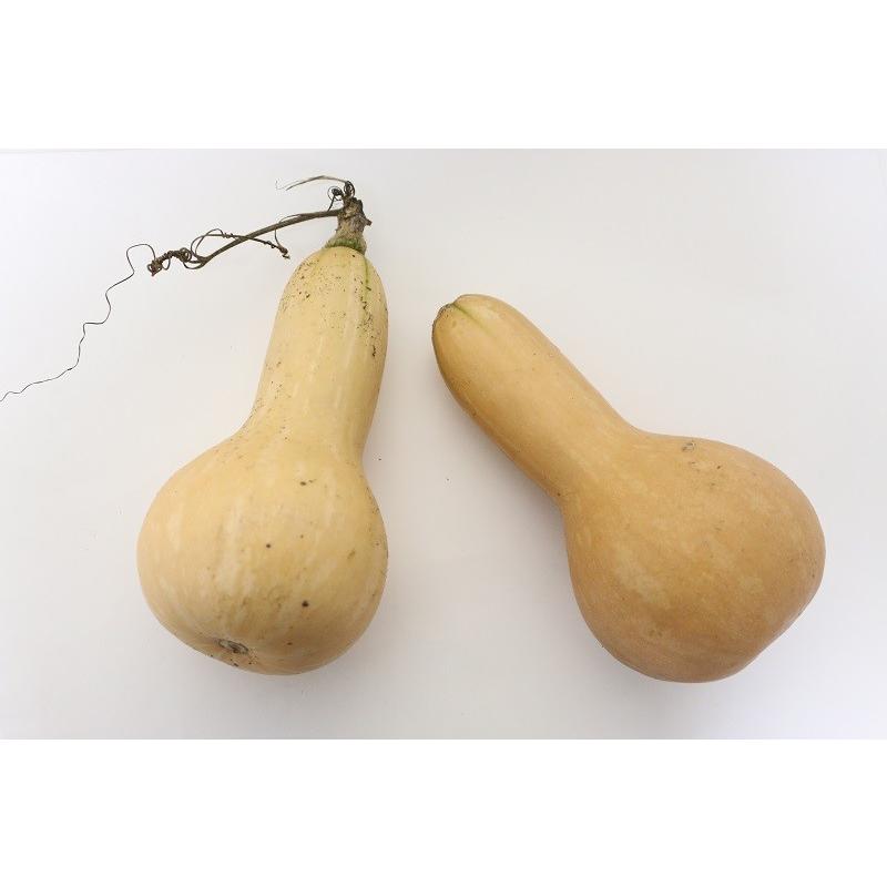 有機種子 固定種 かぼちゃ 20粒 種 バターナッツ カボチャ 2026年11月期限 |  | 01