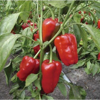 有機種子 固定種 ピーマン 40粒 種 ブロッキータイプ 中型 赤 2026年11月期限 |  | 01