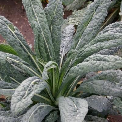 有機種子 固定種 黒キャベツ 180粒 種 カーボロネロ キャベツ 小袋 2026年11月期限 |  | 01