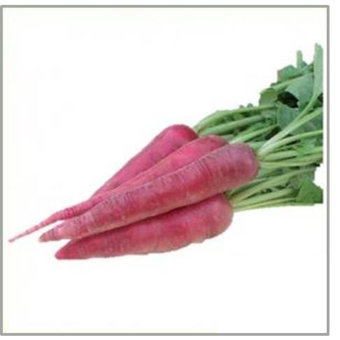 有機種子 固定種 西洋赤大根 ８０粒 種 ダイコン 2026年5月期限 |  | 01