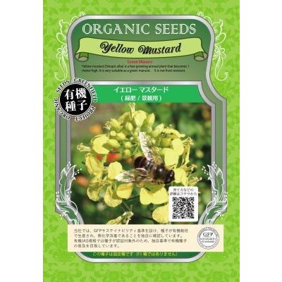有機種子 固定種 イエローマスタード 16ｇ 種 緑肥/景観用 小袋 2026年5月期限 | 