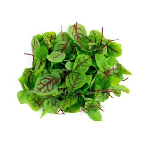 有機種子 固定種 レッドソレル 0.4ｇ 種 マイクロリーフ 2026年5月期限 |  | 01