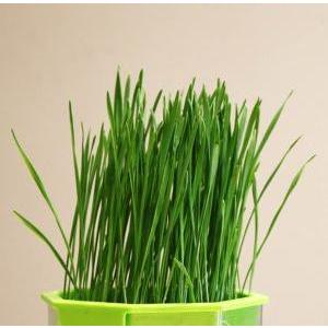 有機種子 固定種 ねこ草 （小麦）25ｇ 種  猫草 ネコ用 犬用 小袋 2027年5月期限 |  | 01