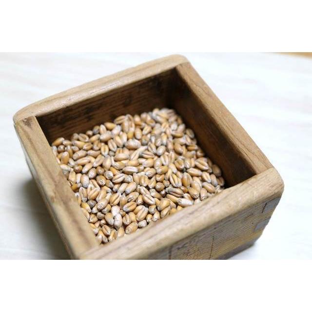 有機種子 固定種 ねこ草 （小麦）25ｇ 種  猫草 ネコ用 犬用 小袋 2027年5月期限 |  | 02