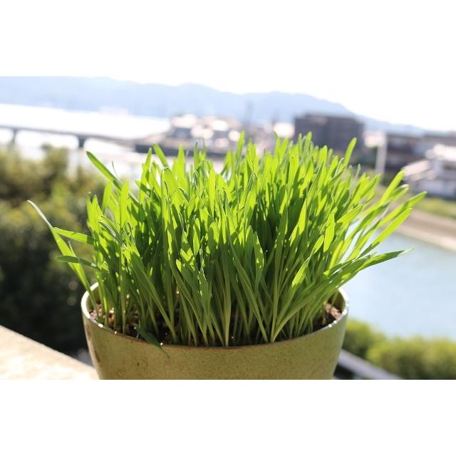 有機種子 固定種 ねこ草 （小麦）25ｇ 種  猫草 ネコ用 犬用 小袋 2027年5月期限 |  | 04