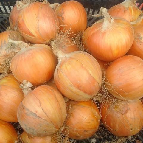 有機種子 固定種 タマネギ 黄タマネギ 泉州黄 0.6g 種 玉ねぎ 2026年11月期限 |  | 02