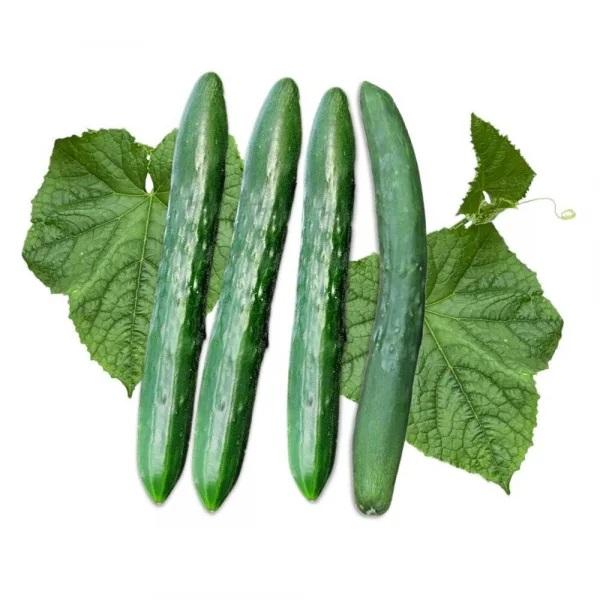 有機種子 固定種 きゅうり 新ときわ地這いキュウリ 種 25粒 キュウリ 国産 2026年11月期限 |  | 01