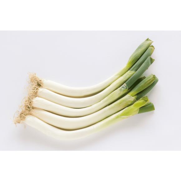 有機種子 固定種 松本一本太ねぎ 種 ねぎ 1.0g 2026年11月期限 |  | 01