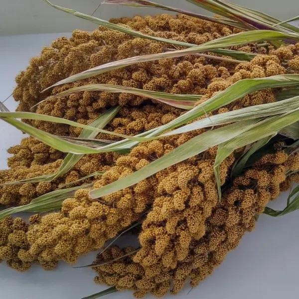 有機種子 固定種 あわ 種 もちあわ 14g 2026年11月期限 |  | 01