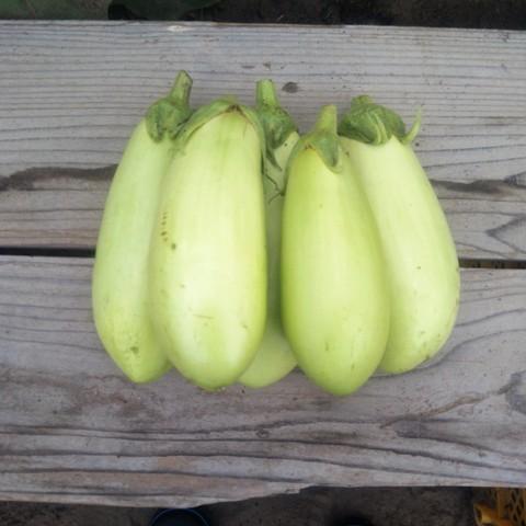 無農薬 自然栽培の種 固定種 翡翠ナス 青なす 2026年11月期限 |  | 01