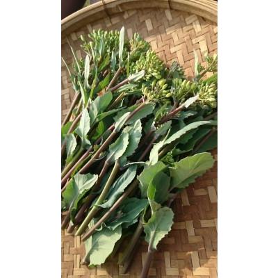 無農薬 自然栽培の種 固定種 のらぼう菜 3.5ｇ 種 在来種 2026年11月期限 |  | 01