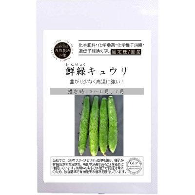 有機種子 固定種 鮮緑キュウリ 8粒 種 きゅうり 2025年11月期限 有機種子 固定種 鮮緑キュウリ 8粒 種 きゅうり 2025年11月期限