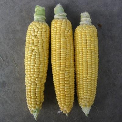 有機種子 固定種 こく旨トウモロコシ 種 とうもろこし オーガニック Nicoco プランター菜園を楽しむ会 通販 Yahoo ショッピング