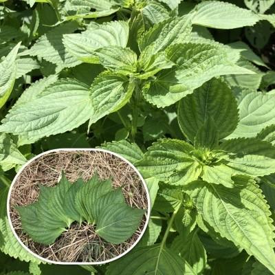 有機種子 固定種 エゴマ えごま 田村黒種 種 オーガニック Nicoco プランター菜園を楽しむ会 通販 Yahoo ショッピング