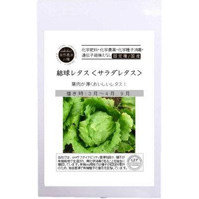 有機種子 固定種 結球レタス 自然栽培の種 サラダレタス30粒 2027年5月期限 | 