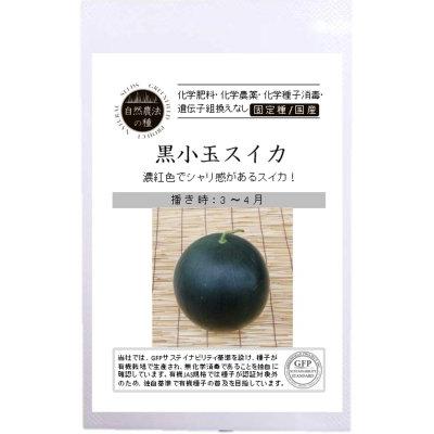 自然農法の種 有機種子 固定種 黒小玉スイカ 10粒 種 すいか 2027年5月期限 | 