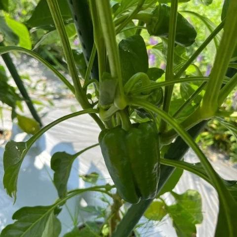 有機種子 固定種  ピーマン カリフォルニアワンダー 25粒 種 2026年11月期限 |  | 01