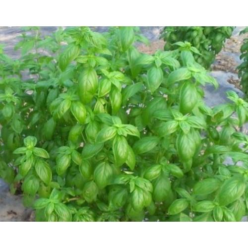 有機種子 固定種 バジル 種 スイートバジル ハーブ Nicoco プランター菜園を楽しむ会 通販 Yahoo ショッピング