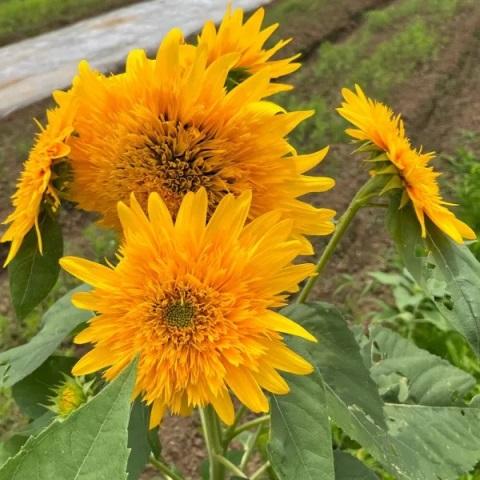 有機種子 固定種 ひまわり ゴールディダブル 10粒 種 2026年11月期限 |  | 02