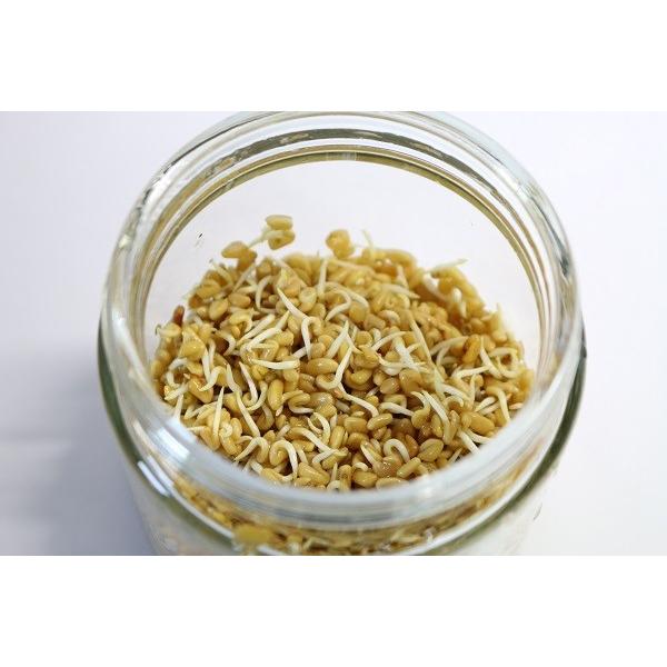 有機フェヌグリーク 発芽豆 発芽野菜 有機豆 2027年11月期限 |  | 01