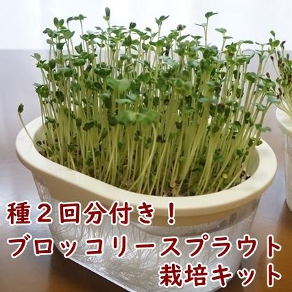 ブロッコリースプラウト栽培キット スプラウト栽培専用容器 種付き 101 Nicoco プランター菜園を楽しむ会 通販 Yahoo ショッピング