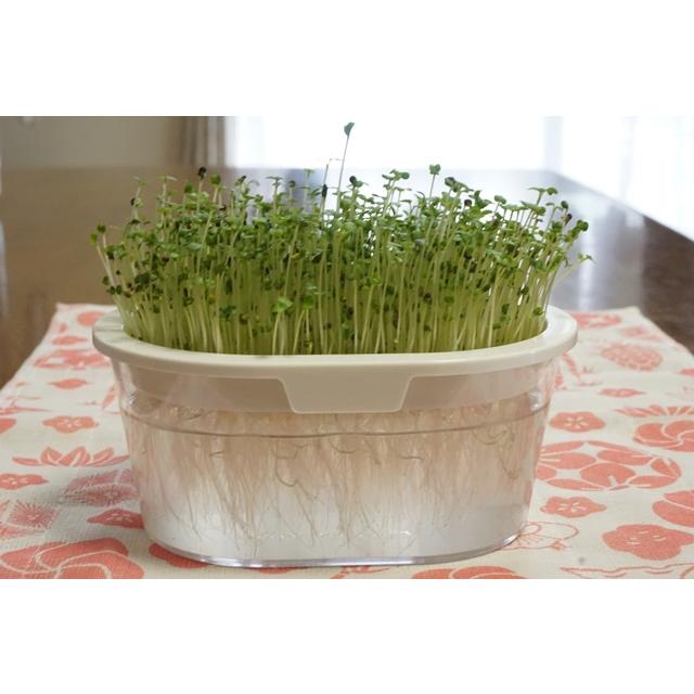 ブロッコリースプラウト栽培キット スプラウト栽培専用容器 種付き 101 Nicoco プランター菜園を楽しむ会 通販 Yahoo ショッピング