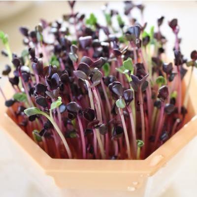 スプラウト 種 赤ラディッシュ 15g 赤かいわれ大根 有機種子 固定種 小袋 2027年5月期限 |  | 01