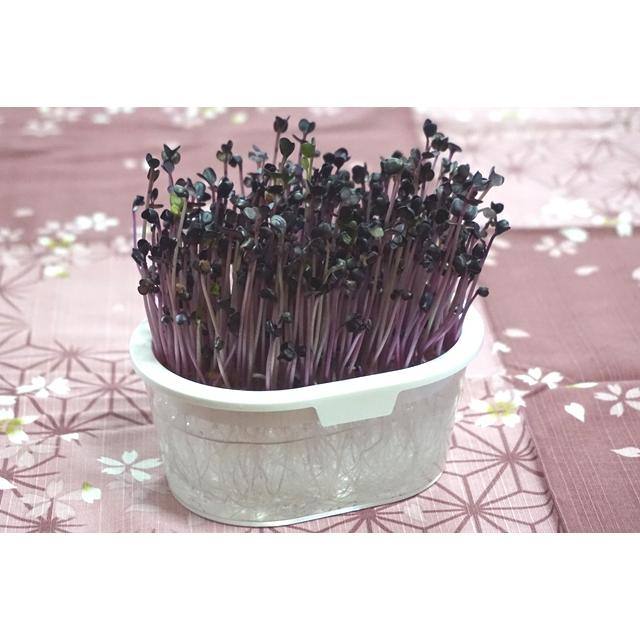 スプラウト 種 赤ラディッシュ 15g 赤かいわれ大根 有機種子 固定種 小袋 2027年5月期限 |  | 03