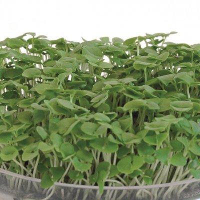 スプラウト 種 バジル 7.5ｇ 有機種子 固定種 小袋 2026年11月期限 |  | 01