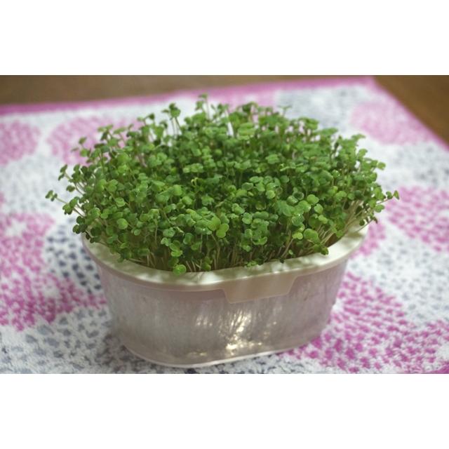 スプラウト 種 ロケット ルッコラ 12ｇ 有機種子 固定種 小袋 2026年11月期限 |  | 01