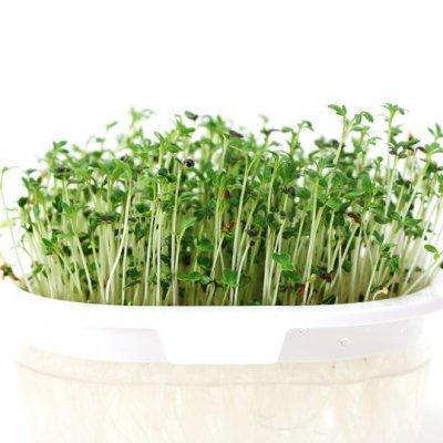 スプラウト 種 ヘルシーミックス 9ｇ 有機種子 固定種 小袋 2027年5月期限 |  | 01