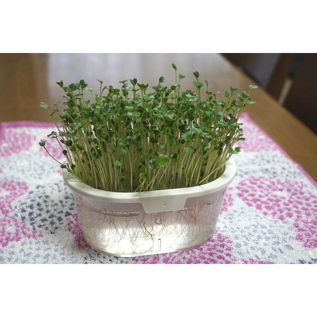 スプラウト 種 ケール 11g 有機種子 固定種 発芽野菜 小袋 2027年5月期限 |  | 03