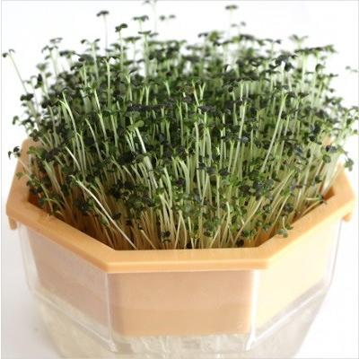 スプラウト マスタード 11ｇ 種 有機種子 固定種 小袋 2026年5月期限 |  | 02