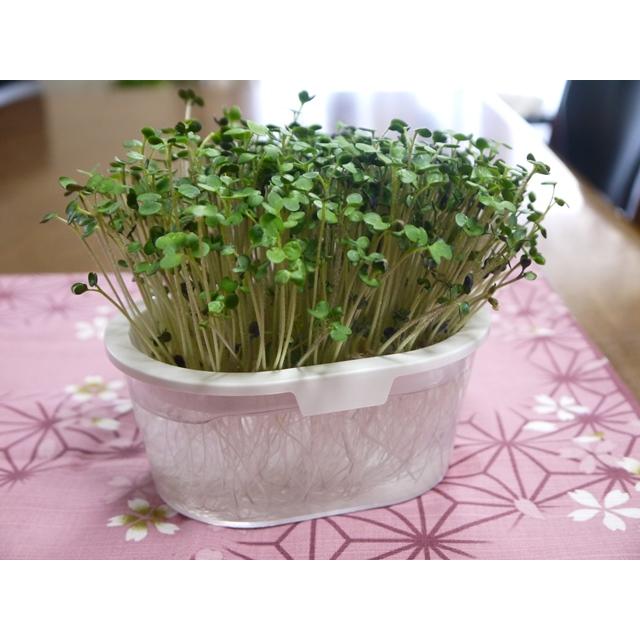 スプラウト マスタード 11ｇ 種 有機種子 固定種 小袋 2026年5月期限 |  | 03