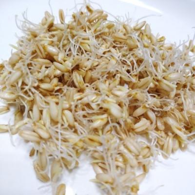 有機種子 固定種 オーツ麦 エンバク スプラウト 食用 2027年5月期限 |  | 01