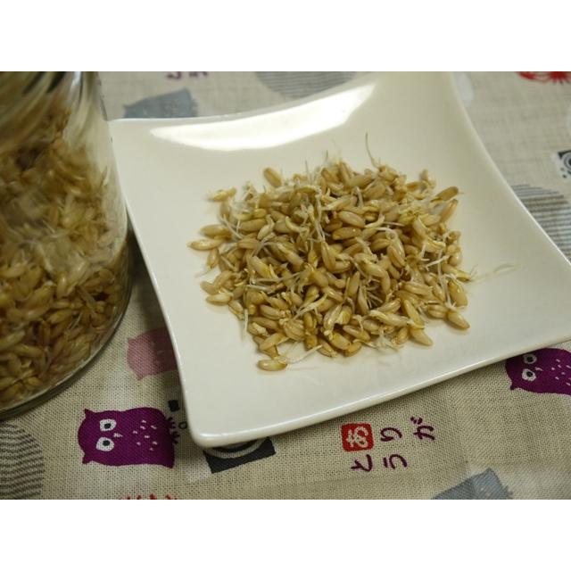 有機種子 固定種 オーツ麦 エンバク スプラウト 食用 2027年5月期限 |  | 03