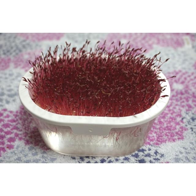 スプラウト アマランサス 2.6ｇ 種 有機種子 固定種 小袋 2027年11月期限 |  | 03