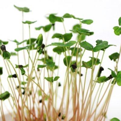 スプラウト そば 15ｇ 種 有機種子 そばの芽 固定種 小袋 2026年11月期限 |  | 02