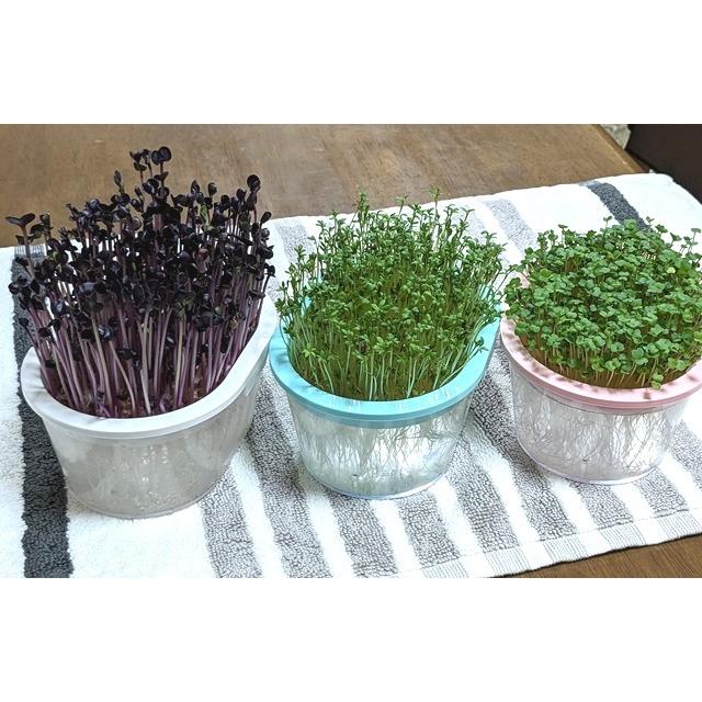 スプラウト栽培専用容器 おうちでベジ ターコイズブルー : Nicoco プランター菜園を楽しむ会 - 通販 - Yahoo!ショッピング