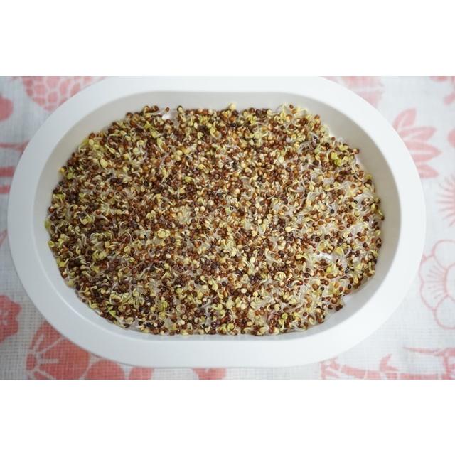 スプラウト栽培容器１個と種を３個選べるセット 送料込 2026年5月〜2026年11月期限 |  | 05