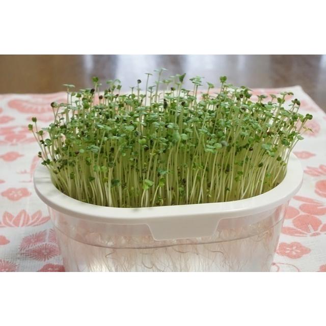 スプラウト栽培容器２個と種を５個選べるセット 送料込 2026年5月〜2026年11月期限 |  | 10