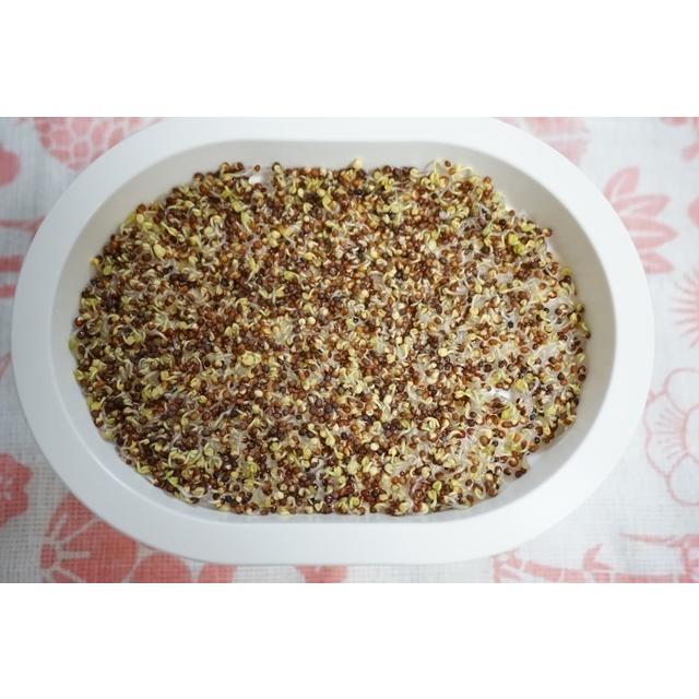 スプラウト栽培容器２個と種を５個選べるセット 送料込 2026年5月〜2026年11月期限 |  | 05